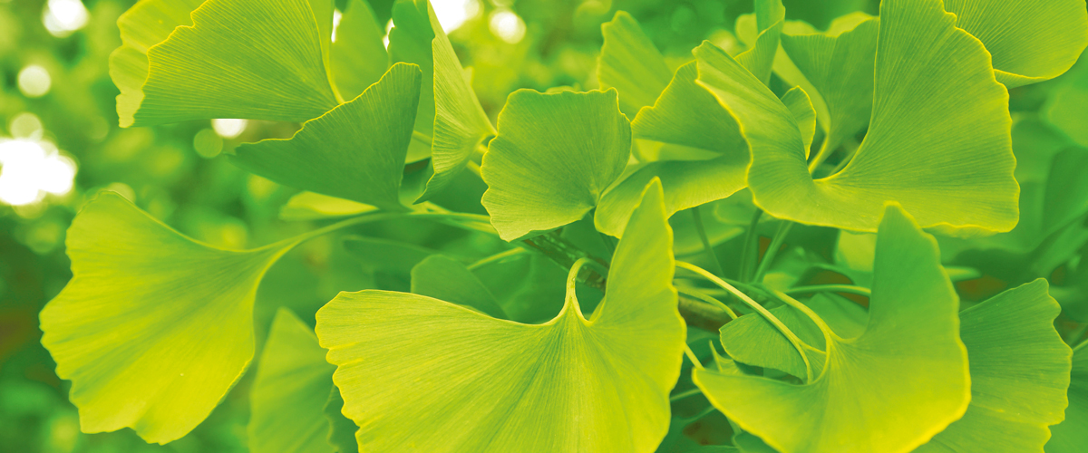 Ginkgo-Blätter